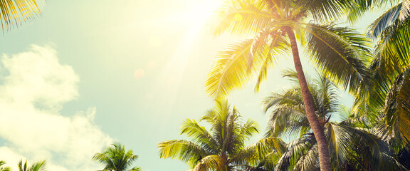 Panorama of tropical palm tree with sun light on sky background.