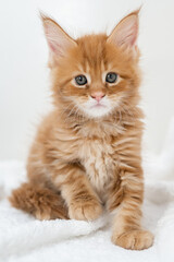 Obraz premium Portrait of Maine Coon kittens on a white background.