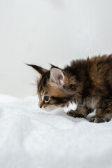 Portrait of Maine Coon kittens on a white background.