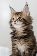 Portrait of Maine Coon kittens on a white background.