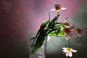 Tulipani in primo piano; fiori di colore bianco, rosso e arancio screziato