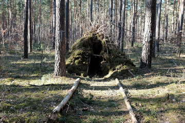 natural survival shelter in the woods