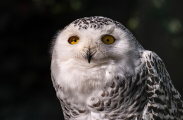 Schneeeule
