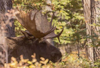 Naklejka na ściany i meble Bull Shiras Moose in Grand Teton National Park Wyoming in Autumn