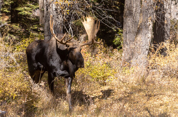 Bull Shiras Moose in Grand Teton National Park Wyoming in Autumn