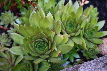 Sempervivum GELBER STERN Rojnik Gelber Stern