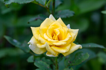 Blooming yellow rose flower macro photography on a sunny summer day. Garden rose with yellow petals close-up photo in the summertime. Orange rosa floral background