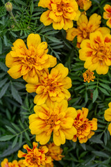Yellow marigolds flowers on a green background on a summer sunny day macro photography. Blooming tagetes flower with yellow petals in summer, close-up photo.