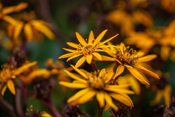 Blooming yellow leopardplant flower on a green background on a summer day macro photography. Blooming summer ragwort flower with yellow petals close-up photo in summertime.	