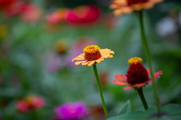 Blossom yellow zinnia flower on a green background on a summer day macro photography. Blooming zinnia with yellow petals close-up photo in summertime	