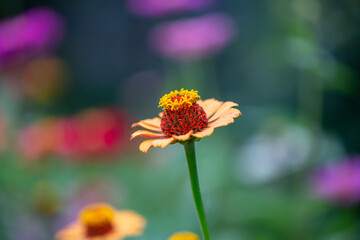 Blossom yellow zinnia flower on a green background on a summer day macro photography. Blooming zinnia with yellow petals close-up photo in summertime	
