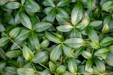 Green leaves of a garden plant in summer day macro photography. The texture of a juicy foliage in suumertime, close-up photo. Fresh green leaves pattern.