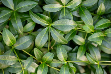 Green leaves of a garden plant in summer day macro photography. The texture of a juicy foliage in suumertime, close-up photo. Fresh green leaves pattern.