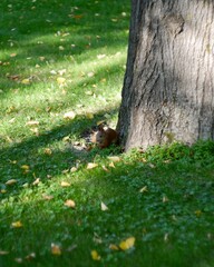 squirrel in the forest
