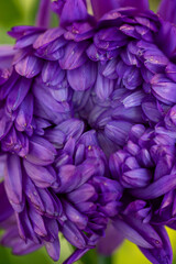 Blooming purple chrysanthemum on a green background in summer day macro photo. Violet garden flower oi summertime close-up photography.