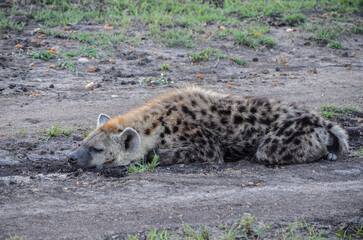 A spotted hyena lying in a road, Masai Mara, Kenya, Africa