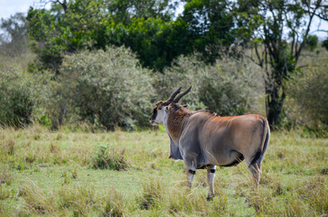 An eland antelope standing in the savannah, Masai Mara, Kenya, Africa