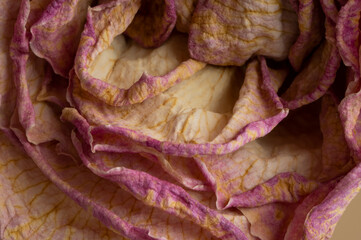 Beautiful Macro wilted dried out rose showing that even romance can last forever if looked after