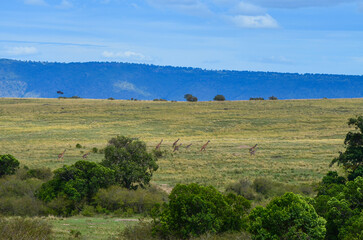 Fototapeta na wymiar Giraffe walking in the savanna, Masai Mara National Park, Kenya, Africa