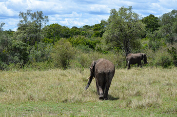 An elephant catching a branch of a bush with its trunk