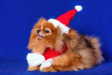 A very nice red Pomeranian doggy with a red Santa Claus hat on in the blue background in a studio.