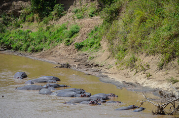 Hippos swim in the river, Masai Mara NAtional Park, Kenya, Africa