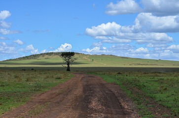 Natural landscape with road of kenya, Masai Mara National Park, Kenya, Africa