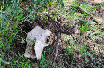 Remains (skull) of an animal in the savanna, Masai Mara National Park, Kenya