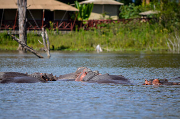 Fototapeta na wymiar Hippo swimming in the lake, Naivasha, Kenya, Africa