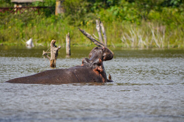 Angry hippo with open mouth, Naivasha, Kenya, Africa