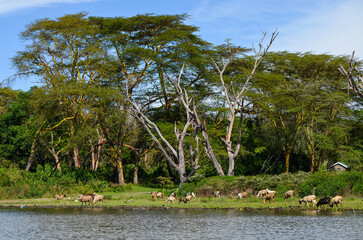 Animals on the shore of Naivasha Lake, Kenya, Africa