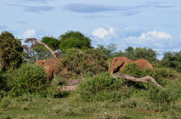 Big tusker Tim with elephant family in the bush in the savannah, Amboseli National Park, Kenya, Africa