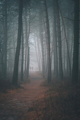Foggy forest Veluwe The Netherlands