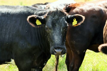 Cows in the meadow eat grass on a sunny day. High quality photo