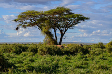 Walking elephants in the bush, Amboseli National Park, Kenya, Africa