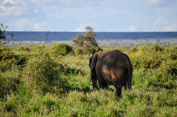 Walking elephant seen from behind, Amboseli National Park, Kenya, Africa