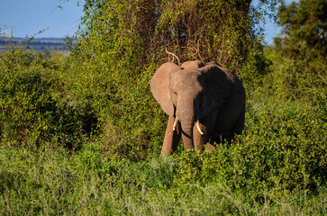 Walking elephant in the savanna, Amboseli National Park, Kenya, Africa
