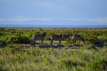 Zebra on the savannah in Amboseli National Park in Kenya, Africa