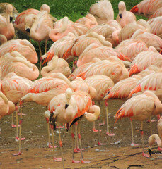 Fototapeta na wymiar flamingos