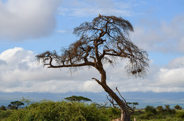 Birds perched on a tree, Amboseli National Park, Kenya, africa
