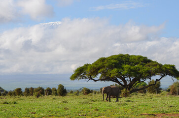 Obraz premium View of the Kilimanjaro and elephant in Amboseli NAtional PArk, Kenya, Africa
