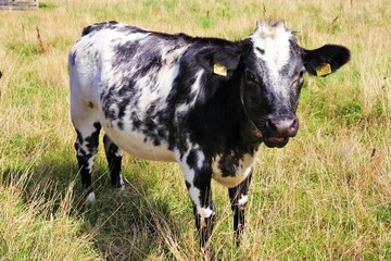 Black and white cows in the meadow eat grass on a sunny day. High quality photo