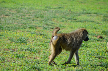 Monkey - baboon walking in the savannah, Kenya, africa