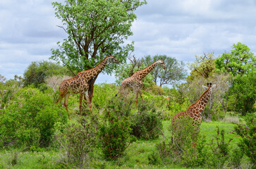 A red Giraffe family among tree branches, Tsavo East, Kenya, Africa