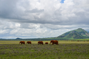 A herd of red elephants in the savannah, Tsavo East, Kenya, Africa