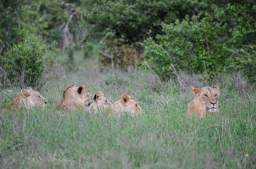 The lion family is lying in the grass, Tsavo East, Kenyam Africa