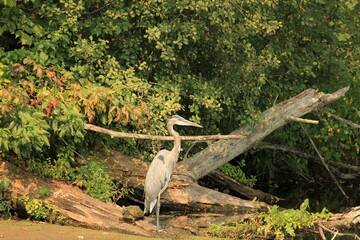 Heron standing on wood log.