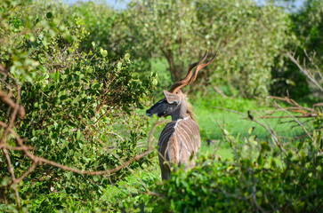 Greater kudu in the bush on the savannah , Kenya, Africa
