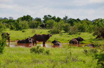 Black buffalos in watter in the savannah, Kenya, Africa