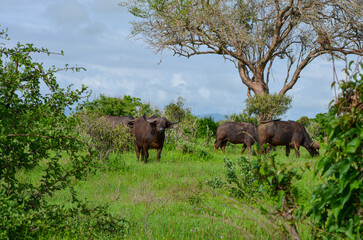 Black buffalos in the savannah, Tsavo East, Kenya, Africa